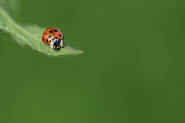 A small red ladybug with black dots sits on a green leaf. The leaf protrudes into the picture from above. There is plenty of space for text on the green background.