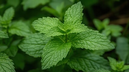 Vibrant Green Mint Leaves Close Up