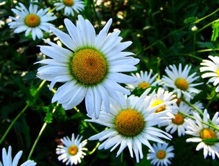 Fototapeta premium Marigolds bloom brightly in the summer garden. Spreading their white petals, they turn towards the sun. They grow in small bushes. Several flowers bloom at a time