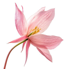 Naklejka premium PNG A single Columbine petal petals photography botanical.
