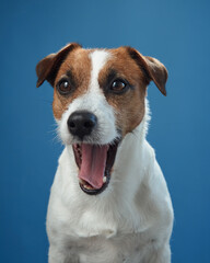 A close-up of a Jack Russell Terrier yawning, captured on a blue background. The dog's open mouth and relaxed demeanor suggest comfort and calmness.
