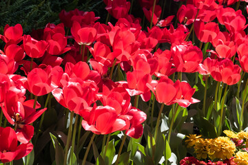 Beautiful blooming tulips in the park.