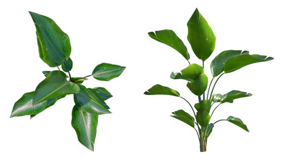 Wild Banana top view front view png alpha channel