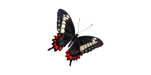 Black and red butterfly with white spots sparking wings isolated on transparent background