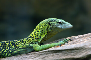 Reptil