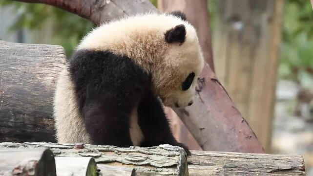Close up Little Baby Panda , Xi Dou's Baby, Wolong Panda Base, China