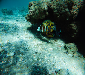 Underwater view of a tropical coral reef with a butterflyfish.