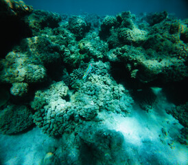 Underwater view of a tropical coral reef at Egypt.