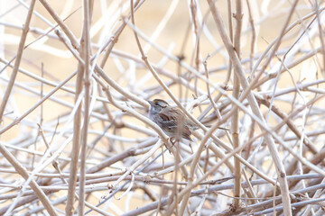 a small bird