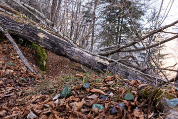 Nature Landscape: Fallen Trees in Forest Setting