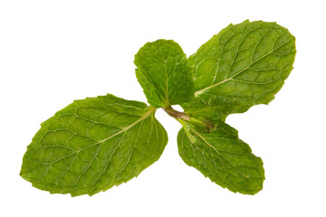 mint herb, mint leaves isolated on white, transparent background. png file