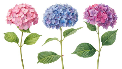 set of hydrangea bouquets with different colors flowers, on white background