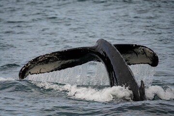 Obraz premium A whale tail emerges from the ocean as water drips back into the sea