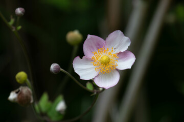 Spring Concept, Beautiful Blooming Japanese anemone Flower