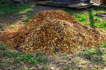Pile of sawdust after processing branches after pruning trees. Using a chipper to chop branches