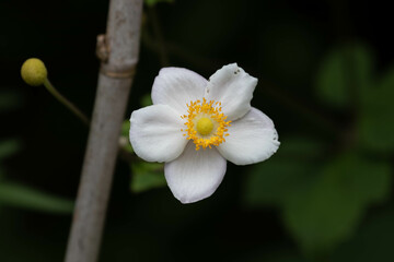 Spring Concept, Beautiful Blooming Japanese anemone Flower