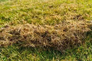 Dry grass after lawn cleaning and aeration. Lawn care after winter