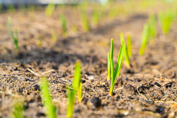 Young garlic sprouted in early spring on the vegetable garden bed close-up. Fresh green sprouts in the garden