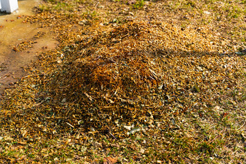 Pile of sawdust after processing branches after pruning trees. Using a chipper to chop branches