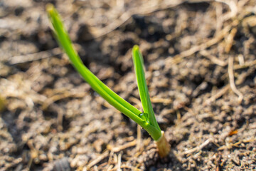Young garlic sprouted in early spring on the vegetable garden bed close-up. Fresh green sprouts in the garden