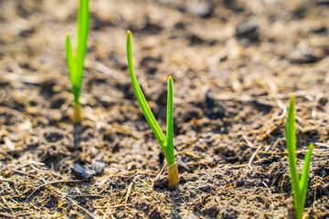 Young garlic sprouted in early spring on the vegetable garden bed close-up. Fresh green sprouts in...