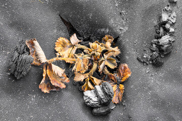 Dried strawberry bush close-up. Strawberries did not survive the winter