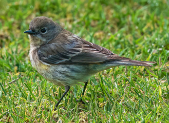 A Winter Visitor: The Yellow-rumped Warbler in San Diego