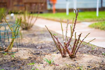 Pruned rose bushes in a country rose garden after winter. Leafless rose stems await summer. Soil insulation with sawdust