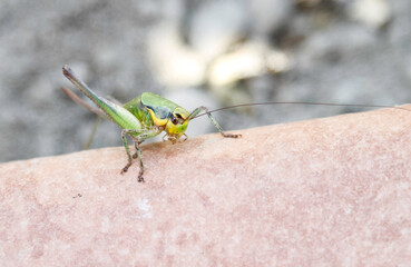 A close-up of a green grasshopper with a yellow stripe on a light-colored, human skin surface.