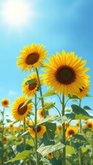 Fototapeta premium Sunflowers in the Sun A Serene Painting of a Peaceful Summer Day