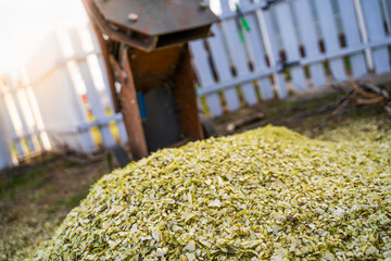 Chips after processing branches after pruning trees on the background of a chipper. Shallow sawdust...
