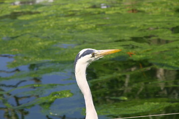 A great egret stands gracefully in its natural habitat, surrounded by lush greenery and water, showcasing its elegant form.