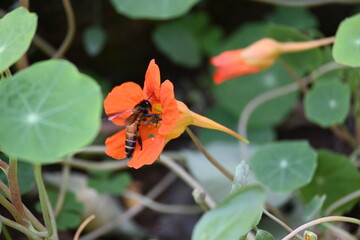 Honey bee collecting pollen from flower. A close up of a bright orange nasturtium flower with a bee gathering pollen in its center. wildlife.