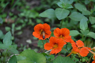 Honey bee collecting pollen from flower. A close up of a bright orange nasturtium flower with a bee gathering pollen in its center. wildlife.