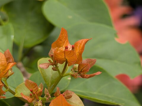 Bougainvillea flowers treat digestive problems, such as diarrhea, stomach acid, or stomach ache