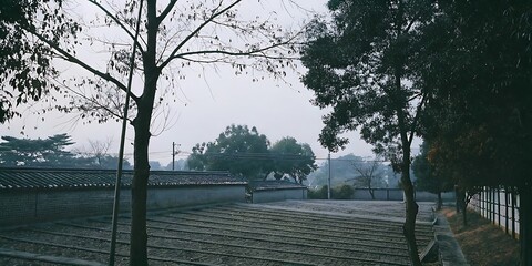 Obraz premium Overcast Day, Trees, Wall, Field