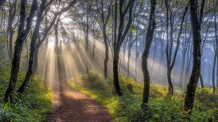 Obraz premium Sunbeams illuminate misty forest path, sunrise