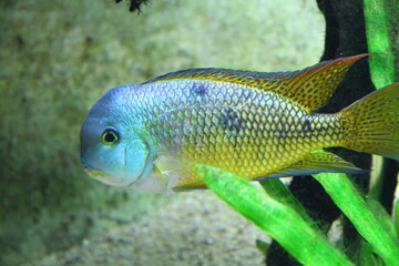 Fototapeta premium A freshwater fish with blue and yellow hues navigates through an aquarium, surrounded by aquatic plants.