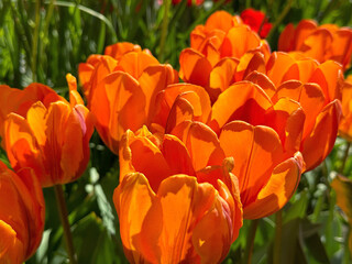 Bright orange tulips in spring garden