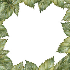 Square frame of green leaves. Botanical illustration hand drawn in watercolor. Isolated on a white background. Template with space for text. For cards, invitations, print