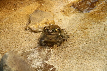 A close-up view of a toad on a sandy ground surface, showcasing its mottled coloration and textured skin.