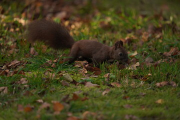 Wiewiórka czarna (Sciurus niger)