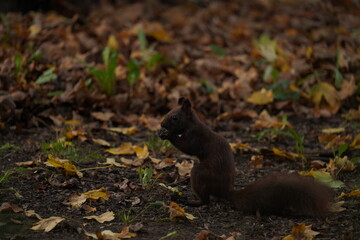Wiewiórka czarna (Sciurus niger)