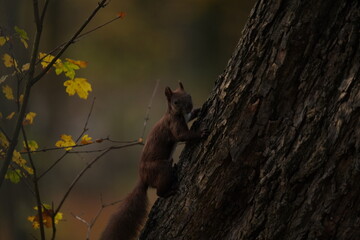 Wiewiórka czarna (Sciurus niger) © Marcin