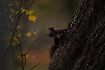 Wiewiórka czarna (Sciurus niger) © Marcin