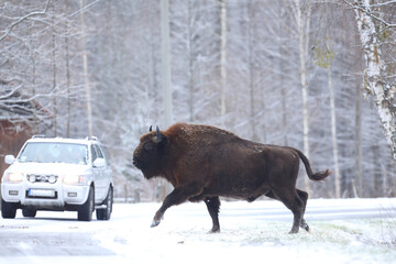 Żubr (Bos bonasus), wisent © Bartosz Rakoczy