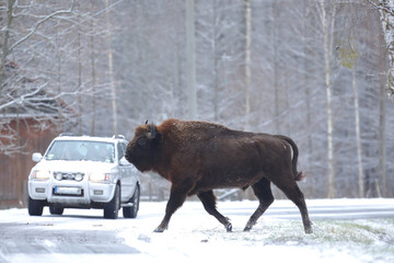 Żubr (Bos bonasus), wisent © Bartosz Rakoczy