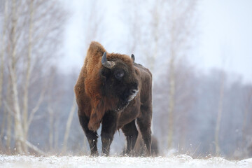 Żubr (Bos bonasus), wisent © Bartosz Rakoczy