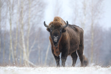 Żubr (Bos bonasus), wisent © Bartosz Rakoczy