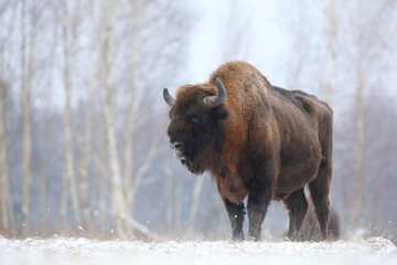 Żubr (Bos bonasus), wisent © Bartosz Rakoczy